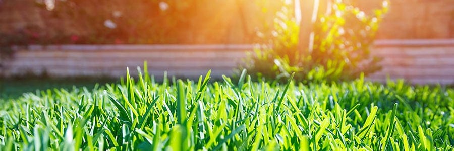 #12 BMP Series: Seeding the Sod